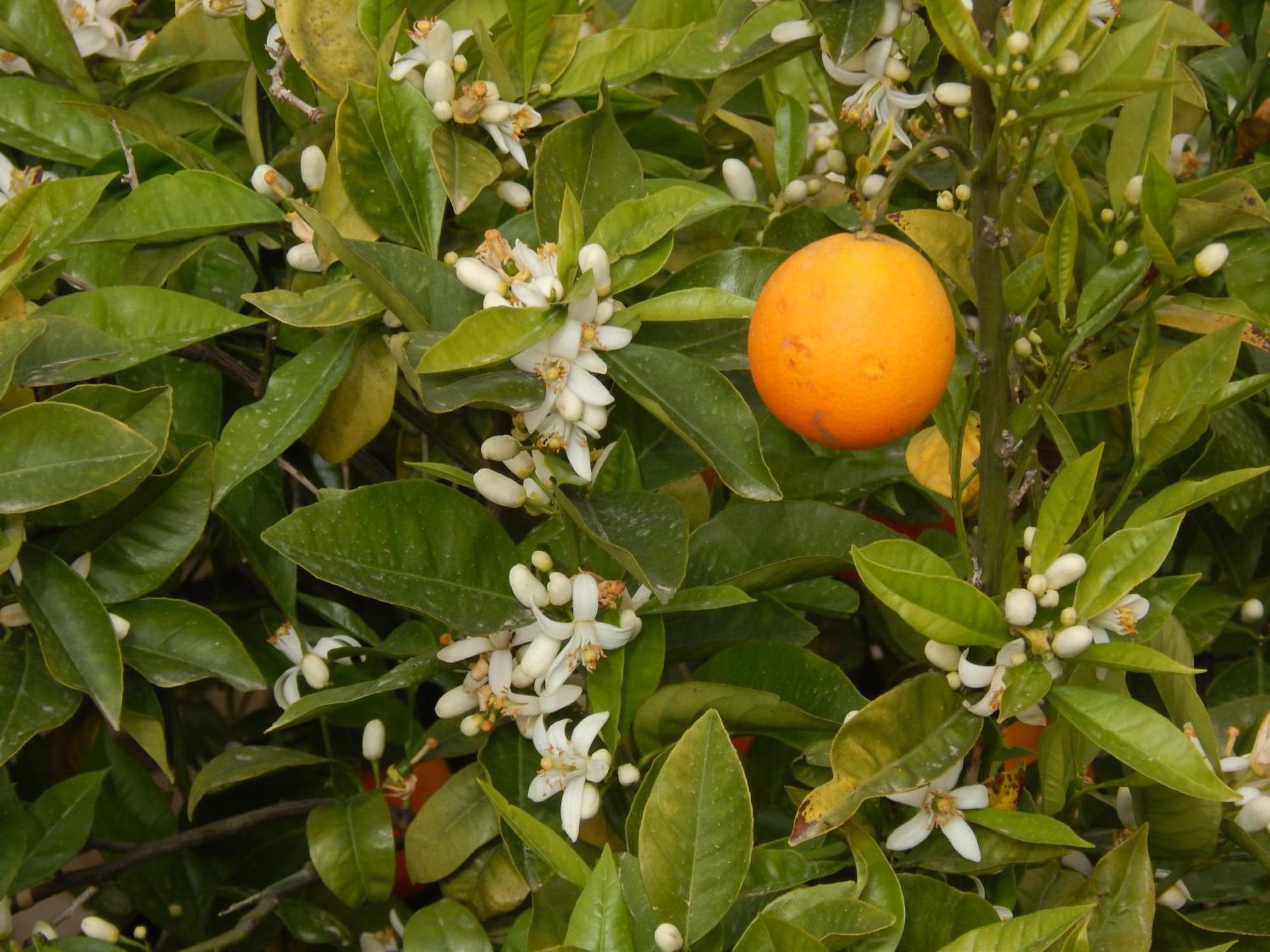 Ferienwohnung Nel Giardino Di Nunziatina Syrakus Exterior foto